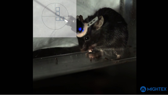 Optogenetik an einem wachen Tier mit dem Mightex OASIS Implant und Polygon